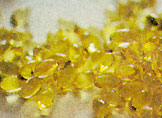Choosing the Right Food Neutraceuticals to Help Medical Conditions Image